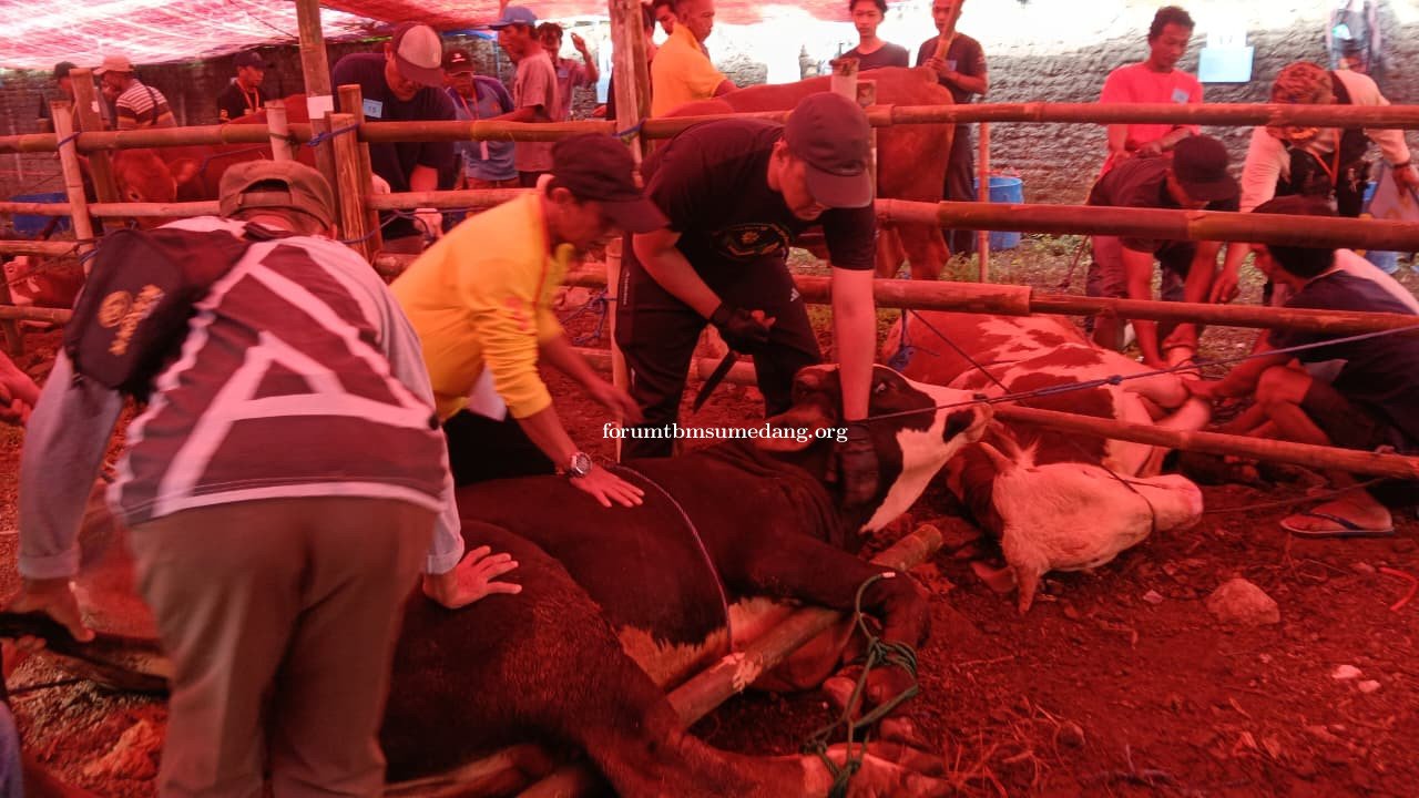 Jumlah Kurban Sapi di PC Persis Sumedang Selatan Meningkat 22 Persen pada Iduladha 2026
